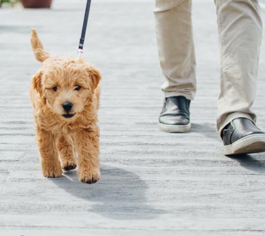 Goldendoodle puppies for sale