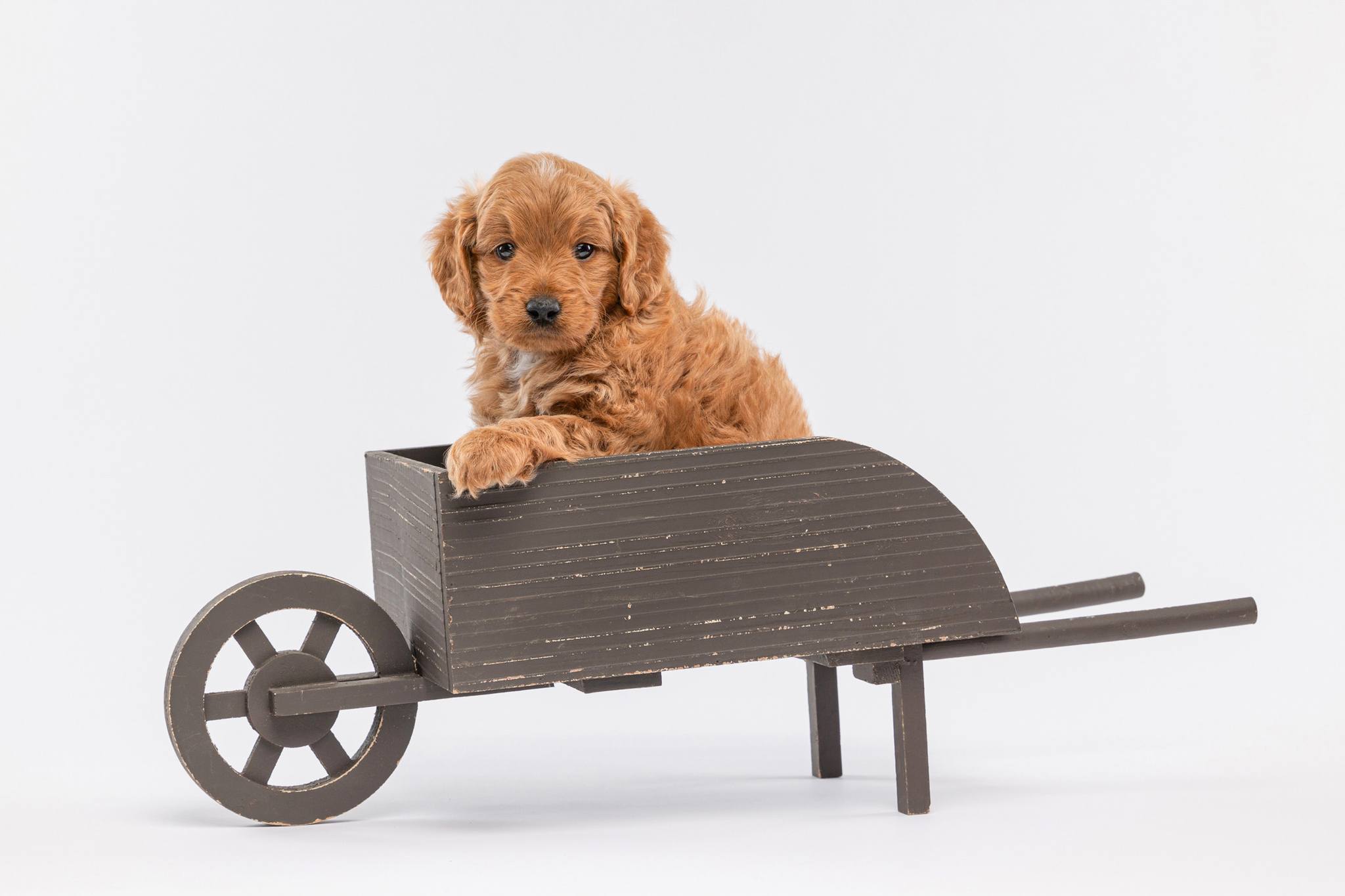 Goldendoodle puppies for sale