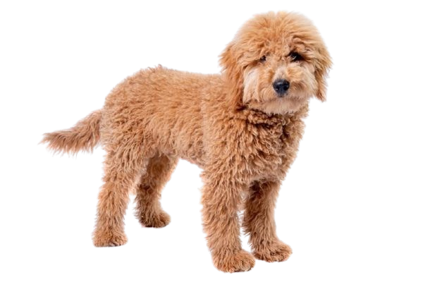 MATTIE-GOLDENDOODLE HOME